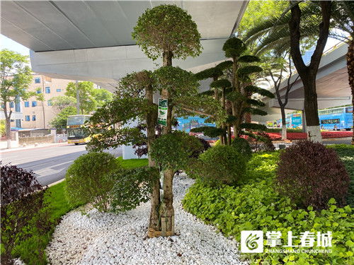 昆明市政園林 精品化 試點 采蓮橋下現 枯山水 園林景觀